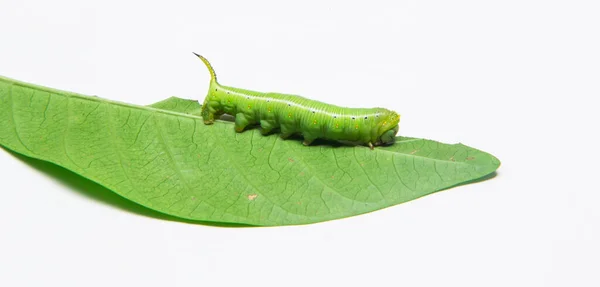 stock image green worm on white background