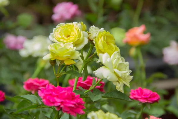White Rose Blossom Garden — Stock Photo, Image
