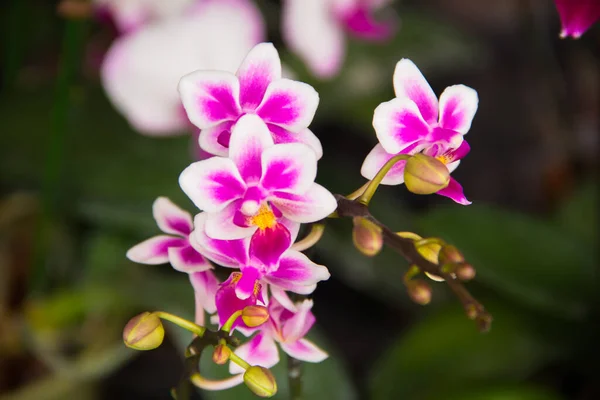 Flor Orquídea Roxa Tailândia — Fotografia de Stock