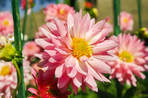 pink chrysanthemum in the garden
