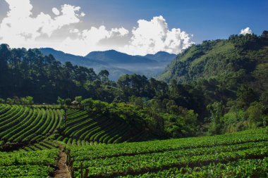 Chiangmai Tayland 'daki yüksek dağda çilek çiftliği.