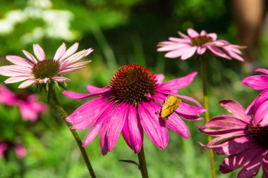 Bahçedeki güzel pembe çiçek