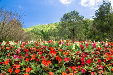 Chiangmai bahçesinde güzel bir çiçek