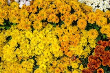 Bahçedeki güzel sarı çiçekler