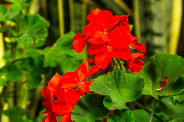 Hermosa Flor Naranja Jardín —  Fotos de Stock