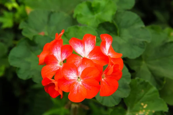 Όμορφο Πορτοκαλί Λουλούδι Στον Κήπο — Φωτογραφία Αρχείου