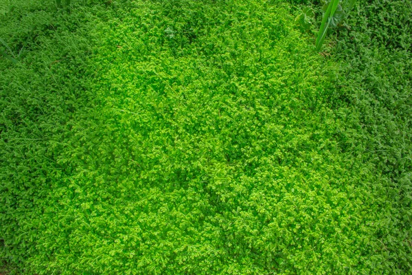 Bahçedeki Küçük Yeşil Yaprak — Stok fotoğraf