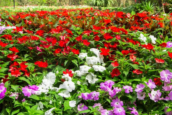 Beautiful Flower Garden Chiangmai — Stock Photo, Image