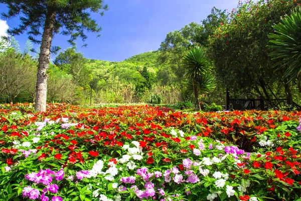 stock image beautiful flower in the garden at chiangmai