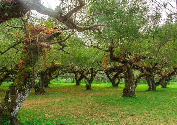 チェンマイの梅の木の庭 — ストック写真