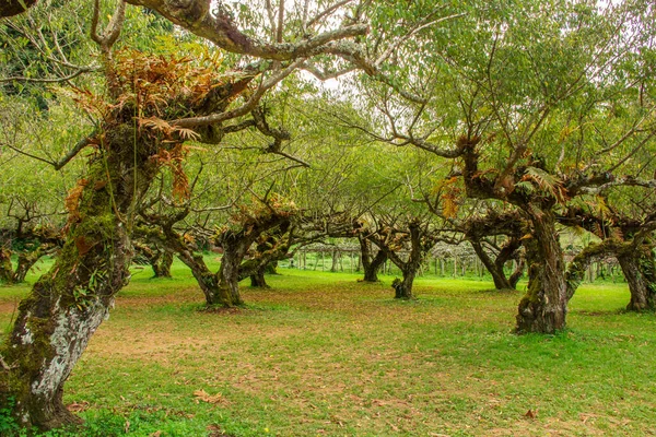 チェンマイの梅の木の庭 — ストック写真