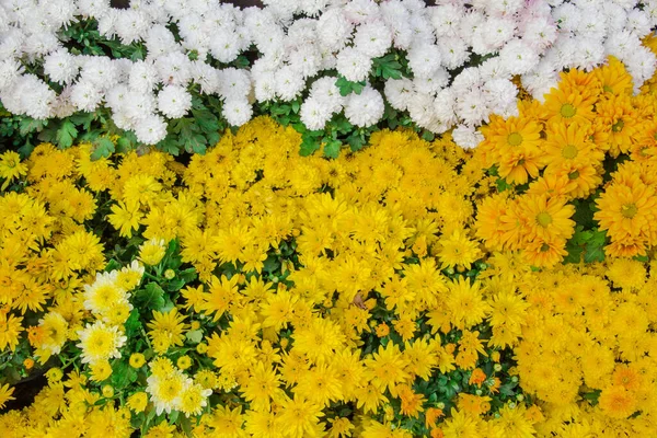 庭の美しい黄色と白の花 — ストック写真