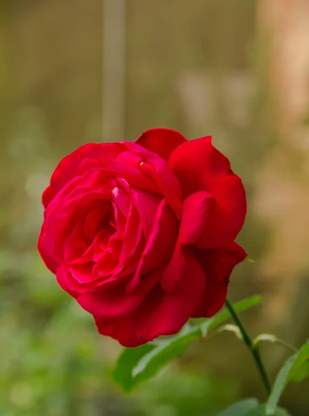 stock image red rose in the garden