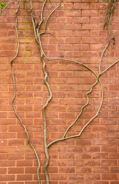 Träd Klättrar Tegelväggen — Stockfoto