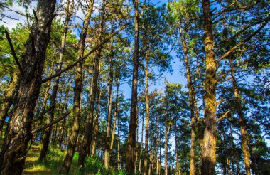 Chiang Mai dağındaki çam ormanı.