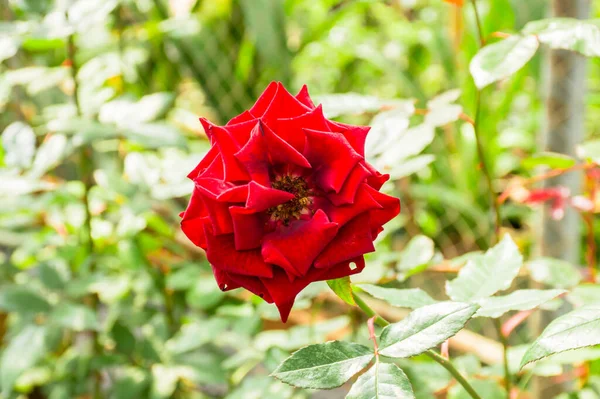 Beautiful Rose Blossom Garden — Stock Photo, Image