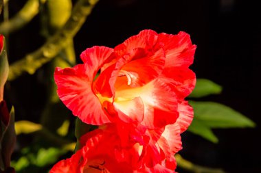 Bahçedeki güzel kırmızı çiçek