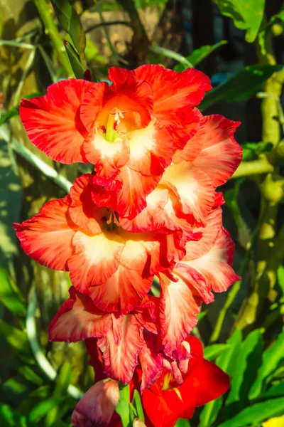 Bellissimo Fiore Rosso Giardino — Foto Stock