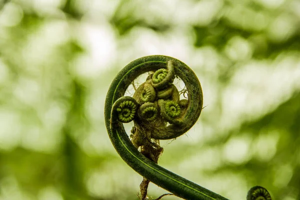 Stock image young leaf of fern Nature background Close-up