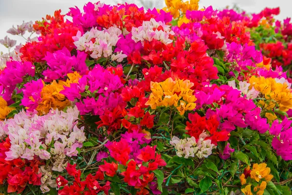 Beautiful Colorful Flower Garden — ストック写真