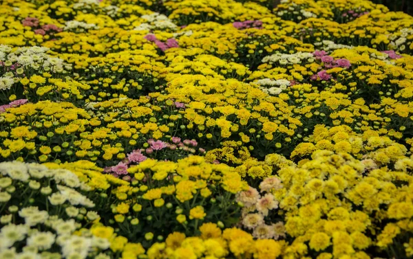 美しい黄色と白の花 — ストック写真