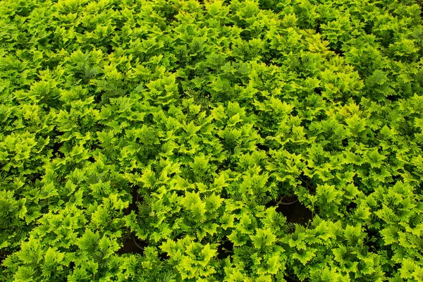 Gran Arbusto Verde Helecho Bosque —  Fotos de Stock