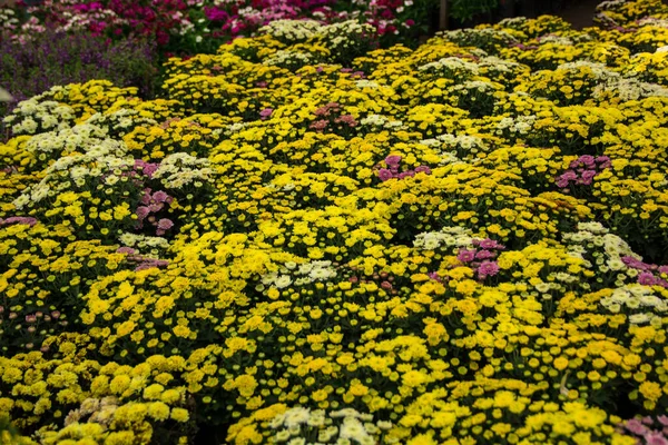 庭の美しい花 — ストック写真