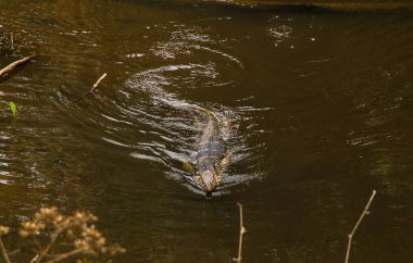 Ormanda Su İzleme Kertenkelesi