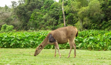 Khaoyai Ulusal Parkı 'ndaki çayırda geyik.