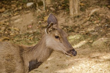 Khaoyai Ulusal Parkı 'ndaki çayırda geyik.
