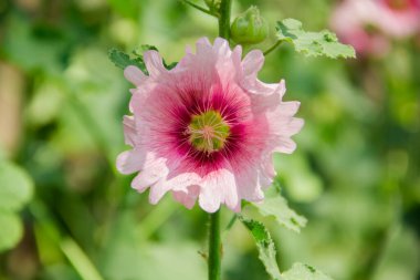 Bahçedeki güzel pembe çiçek