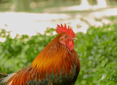 Tayland tavuğu rengarenk doğa yürüyüşü