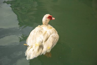 Ördek gölette yüzüyor.