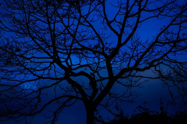 Árvore Silhouette Sobre Fundo Azul — Fotografia de Stock