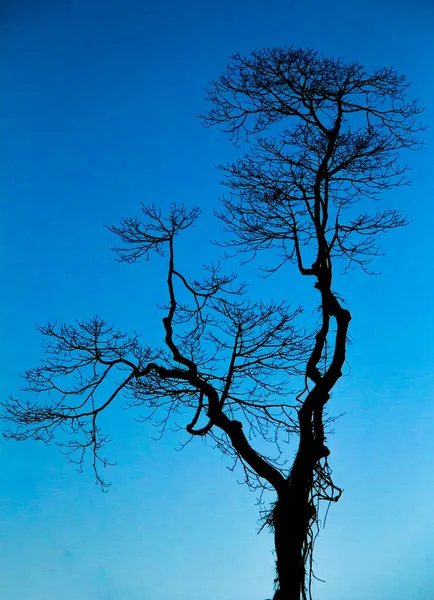 Silhouette Tree Синьому Фоні — стокове фото