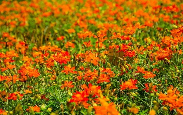 Krásný Oranžový Květ Zahradě — Stock fotografie