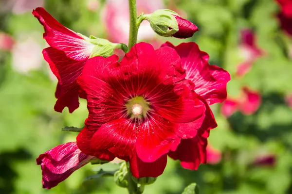 Beautiful Red Flower Garden — Stock Photo, Image