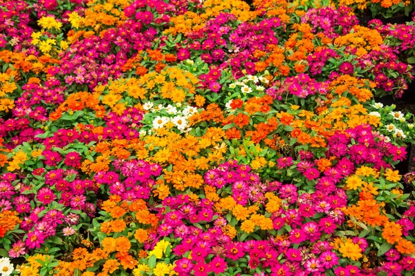 Beautiful Colorful Flower Garden — Φωτογραφία Αρχείου