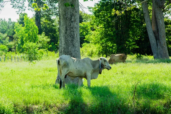 Kühe Auf Der Grünen Wiese Thailand — Stockfoto