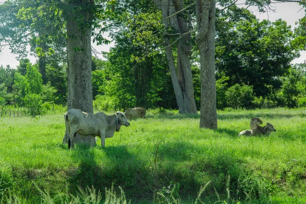 Vacas Prado Verde Tailandia — Foto de Stock