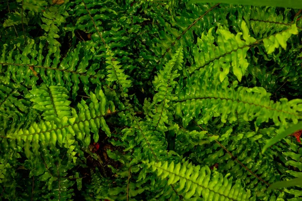 Fresh Green Fern Leaves Nature Background — Stock Photo, Image