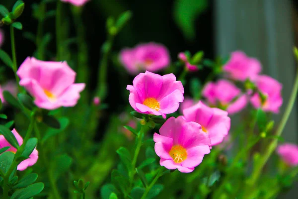 花园里美丽的粉红花朵 — 图库照片