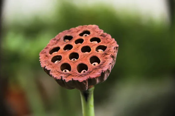 Stock image Close up a lotus seeds