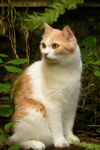 stock image red cat on the garden