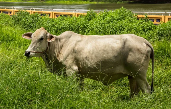 Kühe Auf Der Grünen Wiese Thailand — Stockfoto