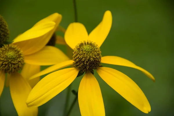 Sárga Virág Kertben — Stock Fotó
