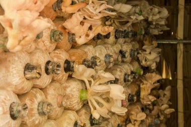 Çiftlikteki beyaz mantar