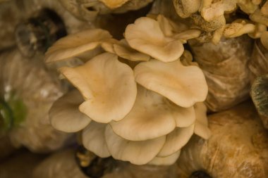 kırmızı kauçuk zemin dokusu çalışma parçasında