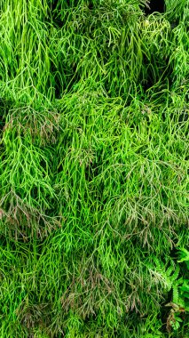 kırmızı kauçuk zemin dokusu çalışma parçasında