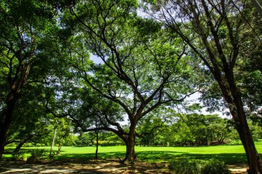 Parktaki büyük ağaç.